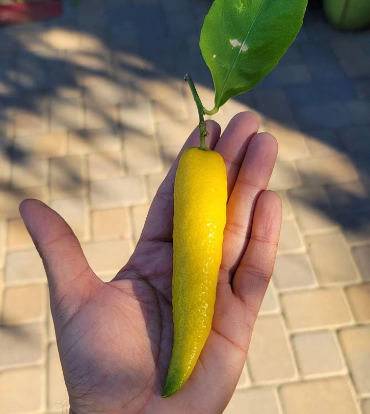 Osoba drží dlhý žltý citrus s listom v jemnom osvetlení vonku na dláždenej ploche.