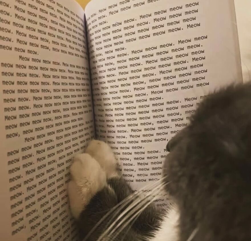 Mačka číta knihu, kde je text plný slova meow, zábavná scéna pre fanúšikov mačiek a humoru.
