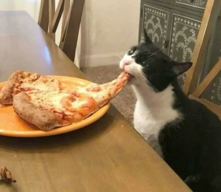 Mačka sa snaží zahryznúť do kúsku pizze na tanieri.