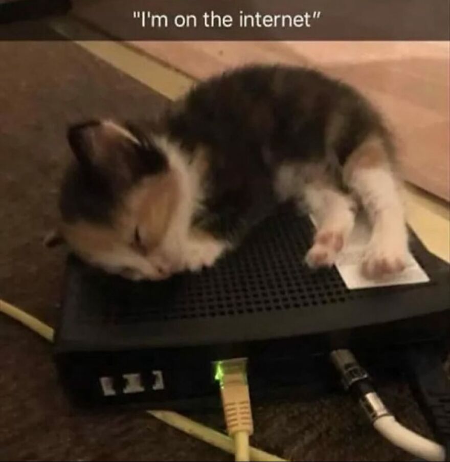 Mačiatko spí na sieťovom routeri, pripojenom k internetu so zelenou LED kontrolkou.