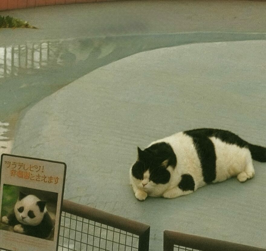 Mačka leží na zemi, podobá sa na pandu z obrázka na stene vedľa.