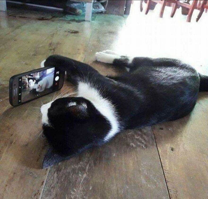 Čierna mačka si robí selfie s mobilom, ležiac na drevenej podlahe.