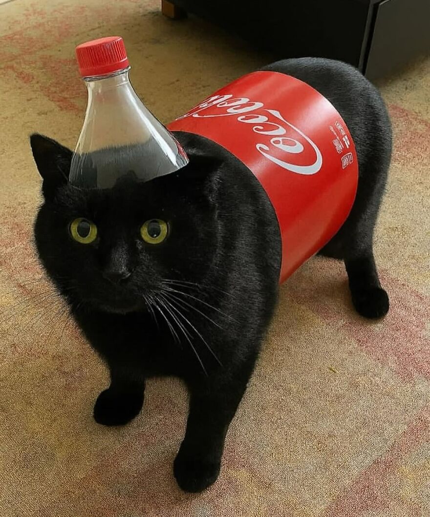 Čierna mačka s etiketou Coca-Coly a fľašou na hlave vyzerá ako zábavný mačko-nápoj.