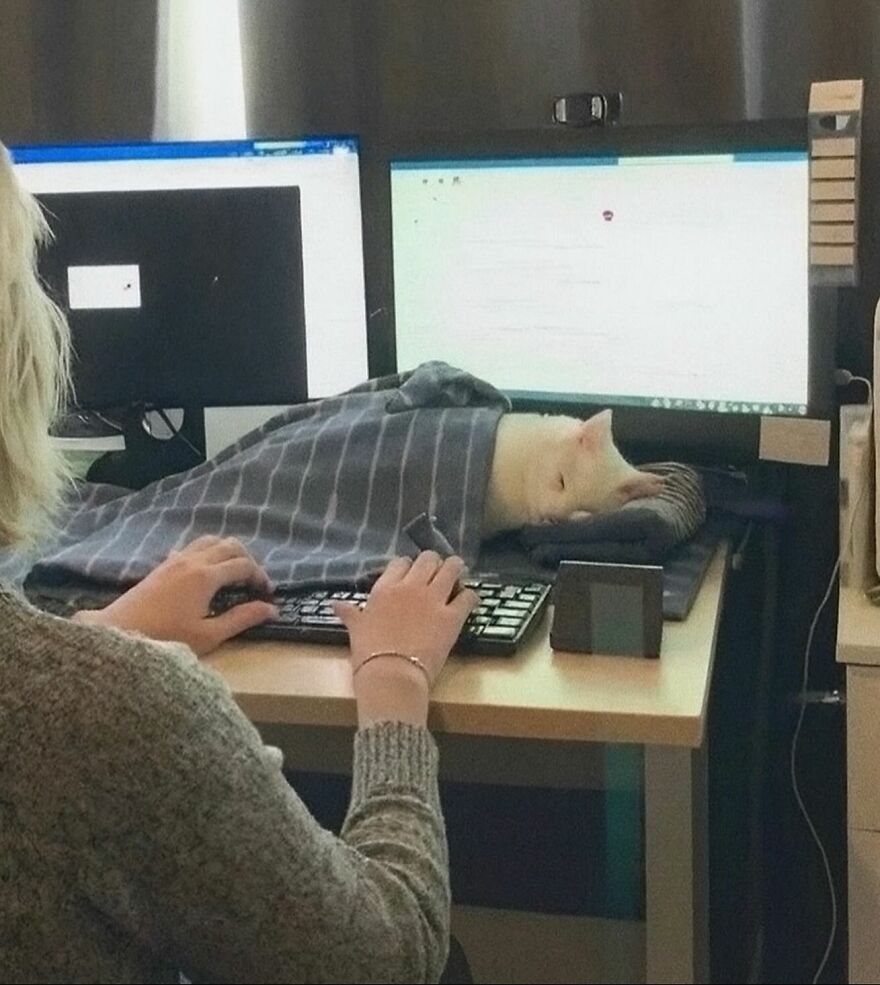 Žena pracuje na počítači, zatiaľ čo mačka spí pod dekou na stole vedľa klávesnice.