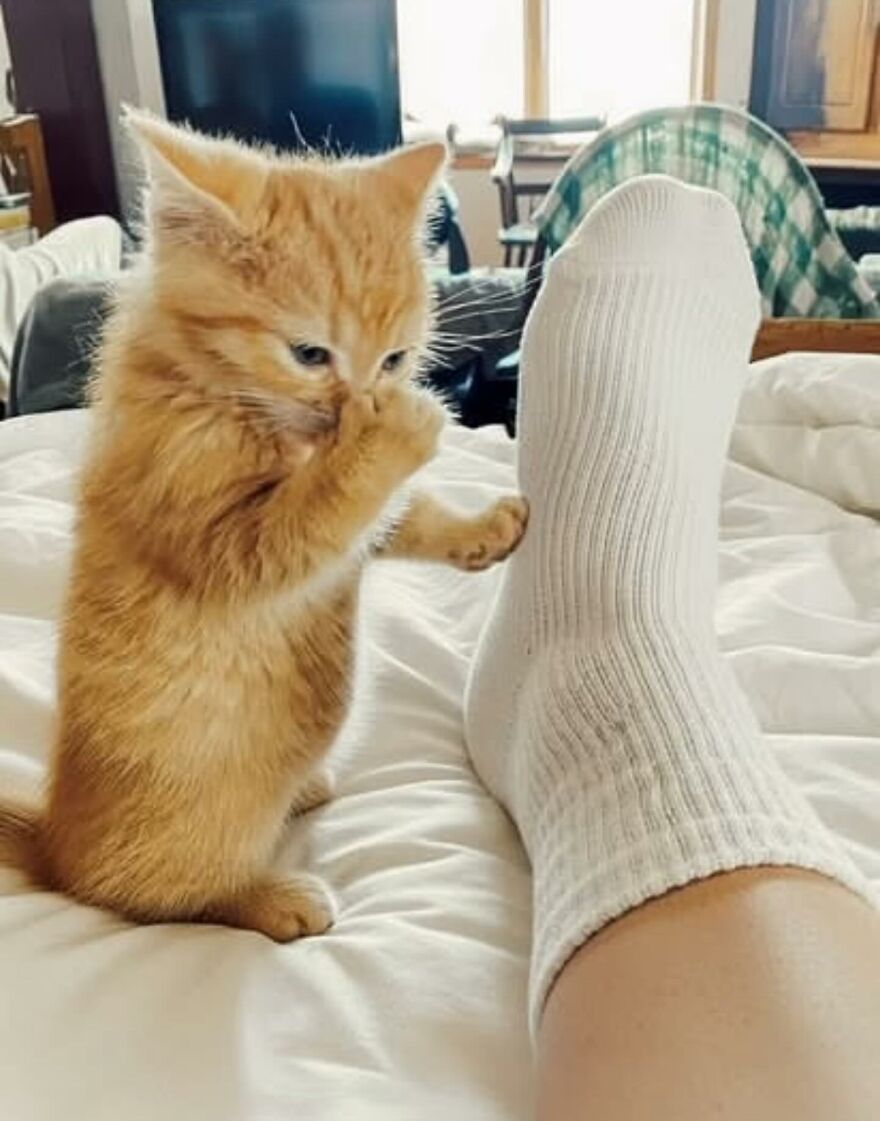 Roztomilé mačiatko na posteli skúša ňuchom bielu ponožku.