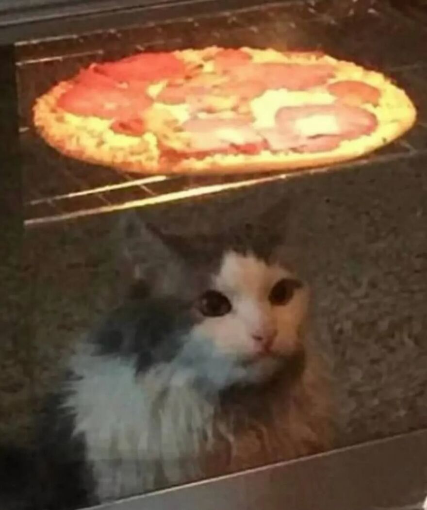 Mačka túžobne sleduje pizzu v rúre, očakávajúc chutné sústo.