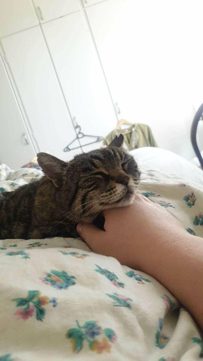 Mačka relaxuje na posteli, pričom sa hlavou opiera o ruku človeka.