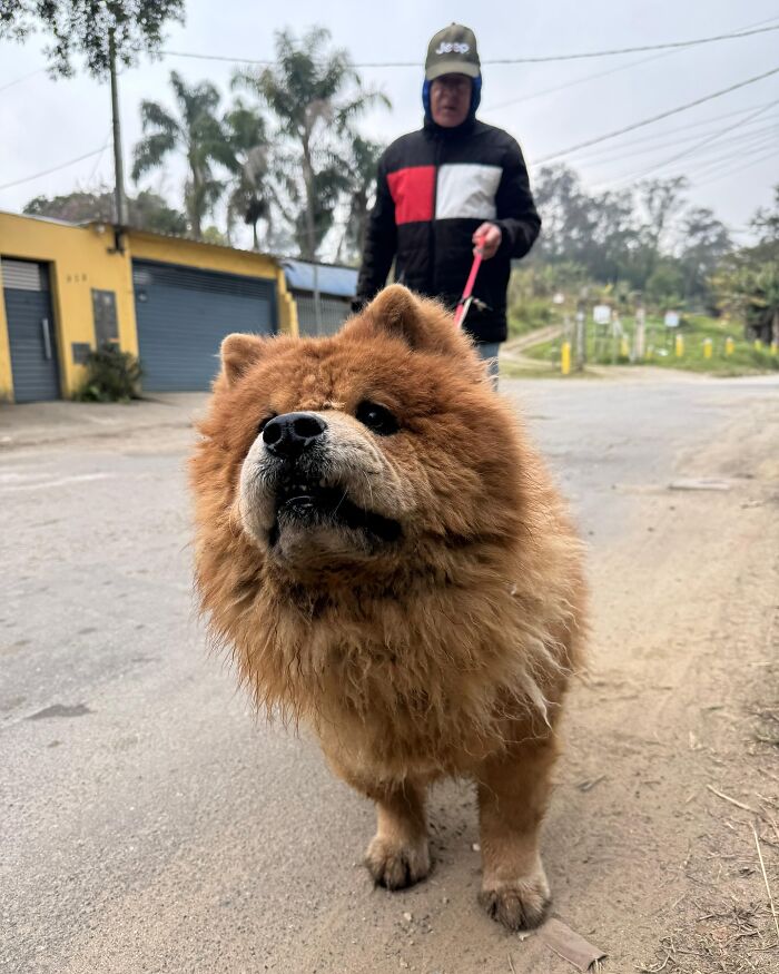 Nadýchaný pes chow chow na vodítku pri prechádzke vonku, v pozadí vidieť osobu.