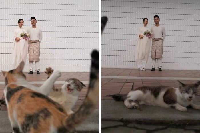 Svadobný pár v pozadí s hravými mačkami pred nimi. Mačky vyrušujú pokojný moment svadobnej fotografie.