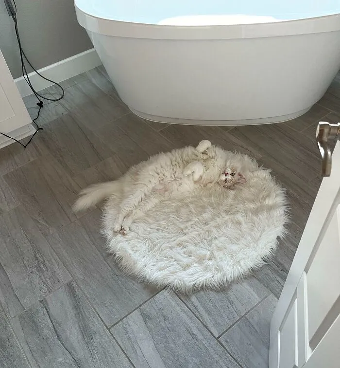 Biela mačka sa váľa na plyšovom koberci v kúpeľni vedľa vane, užíva si pohodlie a relaxuje.