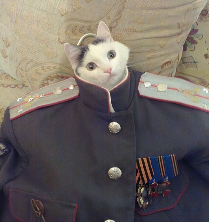 Mačka v generálskej uniforme s výrazným pohľadom, sediaca na gauči.