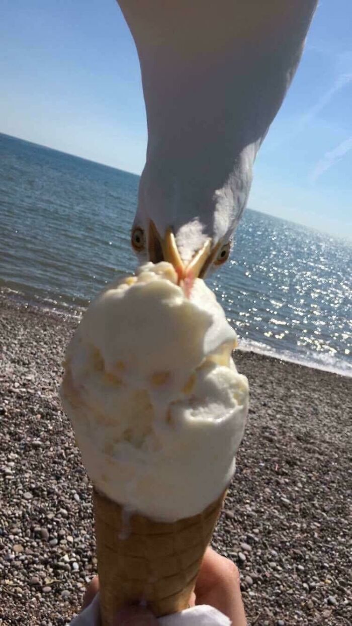 Čajka sa snaží ukradnúť zmrzlinu pri mori na kamienkovej pláži.