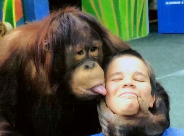 Orangután jemne olizuje chlapca na tvári, zatiaľ čo ho drží za bradu, obaja s úsmevom.