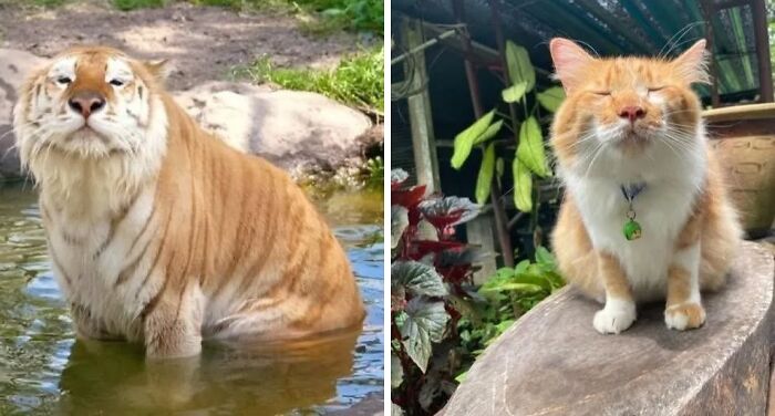 Tiger v rieke a mačka spokojne sediaca na kameni na slnku.