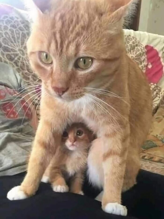 Veľký oranžový mačka chráni malé mačiatko, ktoré sa ukrýva medzi jeho nohami.