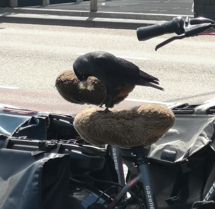 Vrana sa kŕmi na mäkkom sedle bicykla v meste.