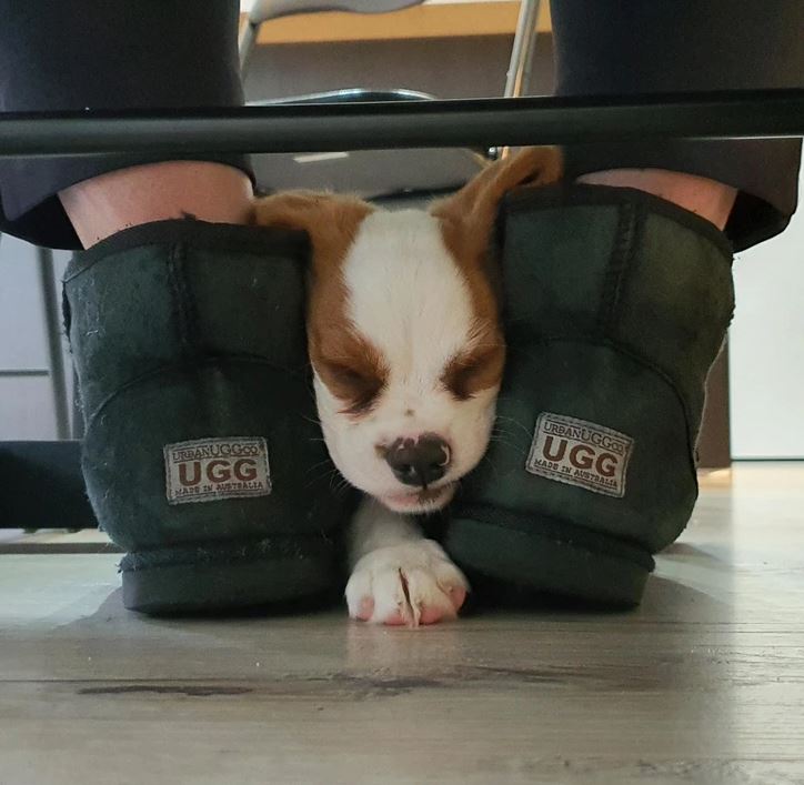 Šteniatko spí medzi teplými topánkami UGG pod stolom.