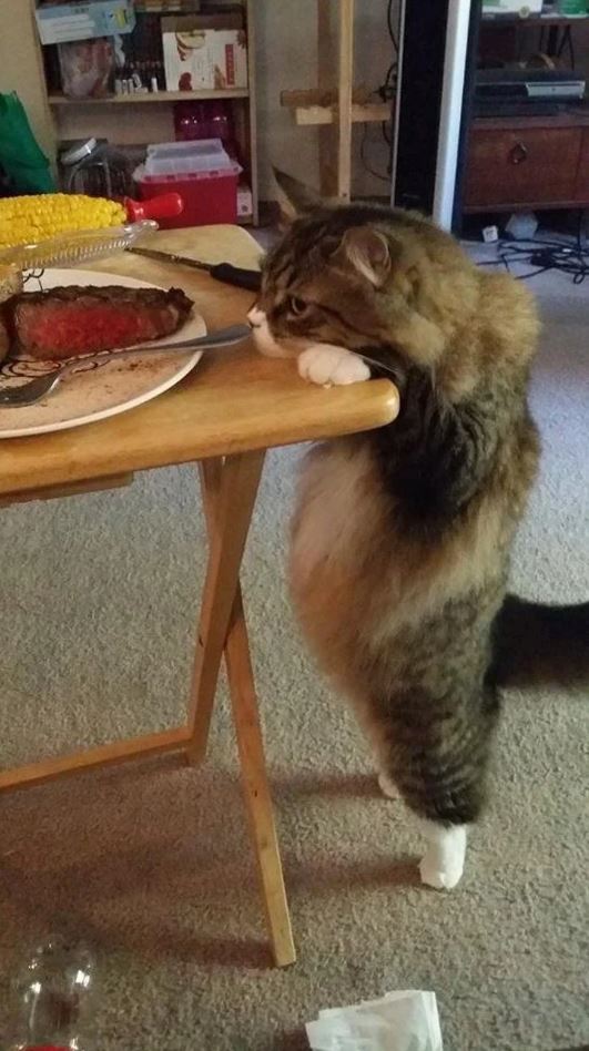 Mačka na stole zvedavo sleduje steak a kukuricu.