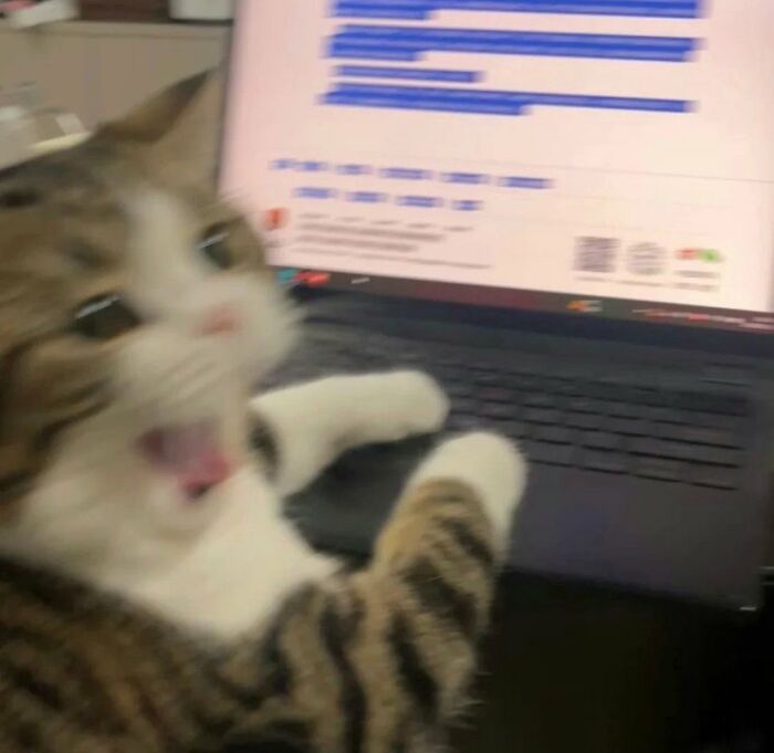 Mačka prekvapene hľadí na laptop, akoby pracovala z domu.