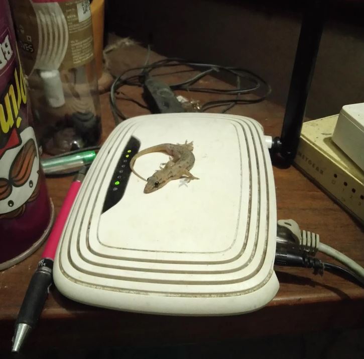 Jašterica ležiaca na smerovači na neporiadnom stole vedľa plechovky a ceruzky.