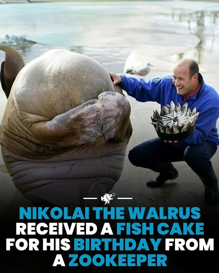 Mrož dostáva tortu z rýb od ošetrovateľa v zoologickej záhrade.
