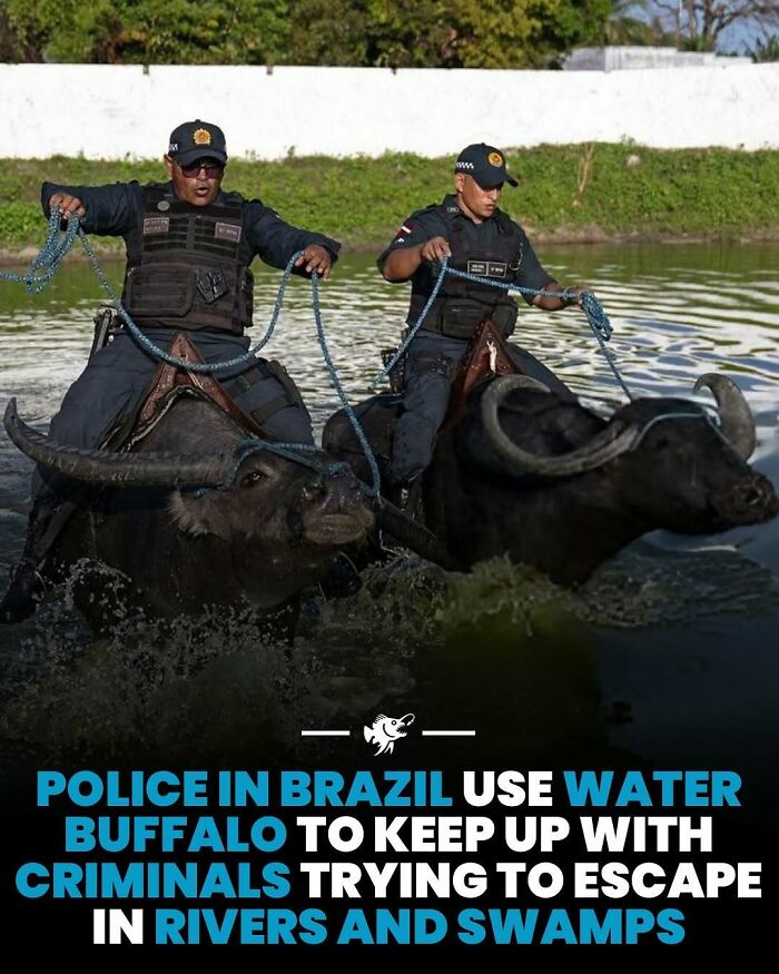 Brazílski policajti jazdia na vodných byvoloch cez rieky, aby chytili zločincov unikajúcich močariskami.