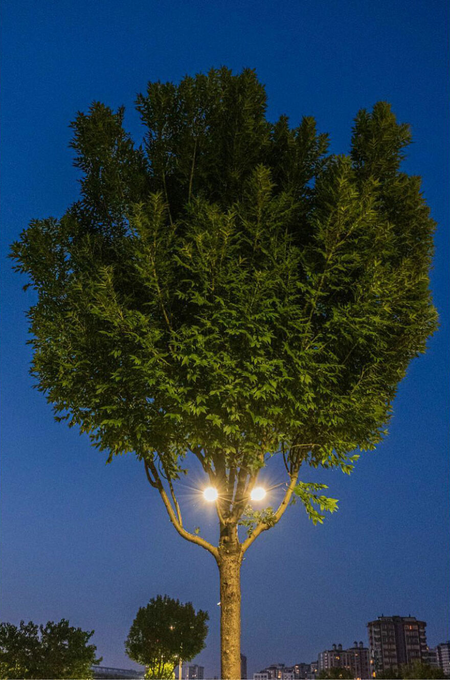 Osvetlený strom v meste za súmraku s modrou oblohou a mestskou panorámou v pozadí.