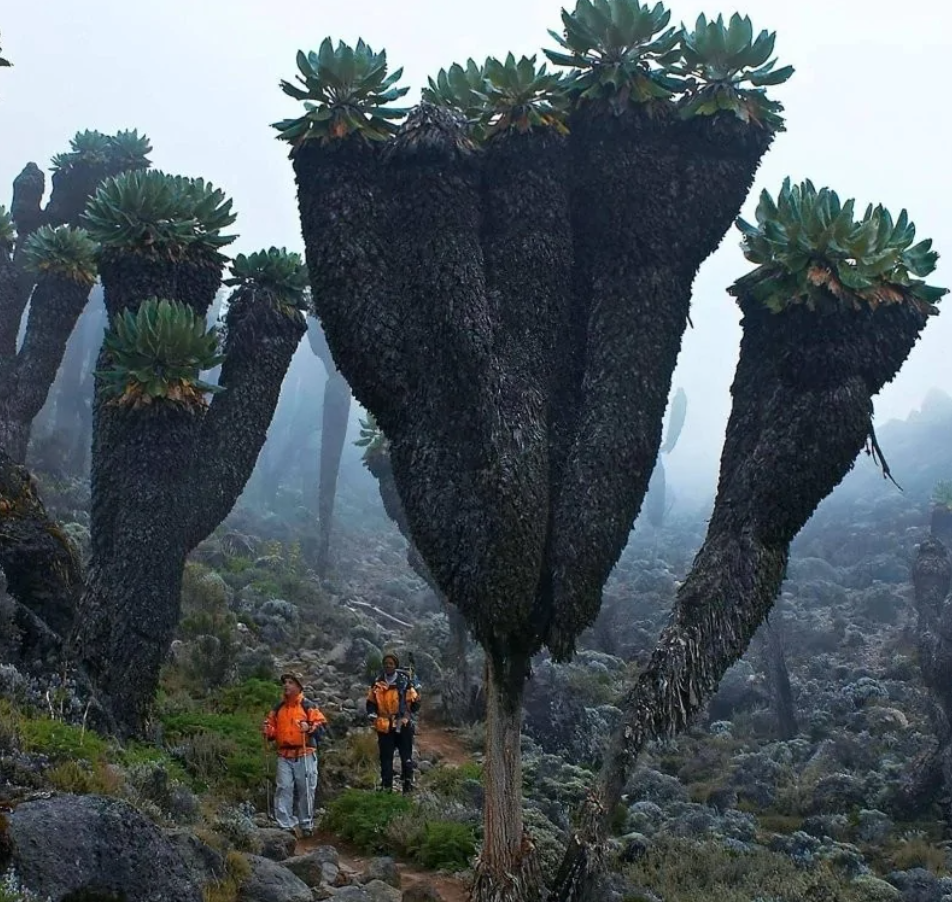 Dvaja turisti pod obrovskými rastlinami v hmlistej horskej krajine afrického pohoria.