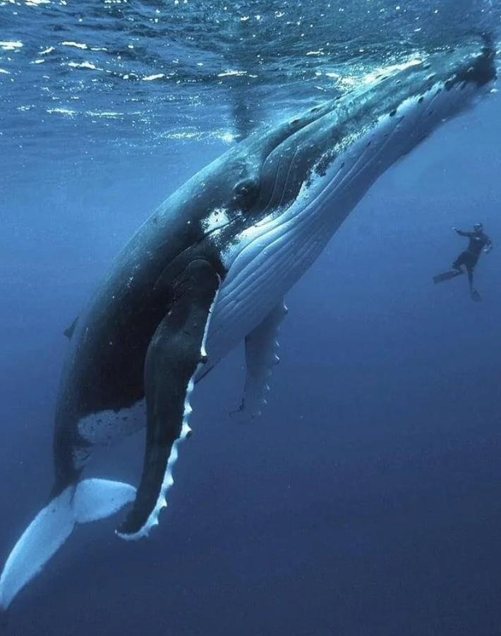 Obrovská veľryba pláva blízko potápača v modrých hĺbkach oceánu.
