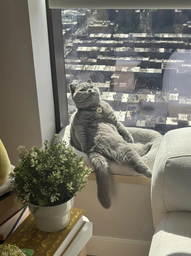 Šedá mačka relaxuje na slnečnom okne s výhľadom na mesto, vedľa jej je rastlina v kvetináči.