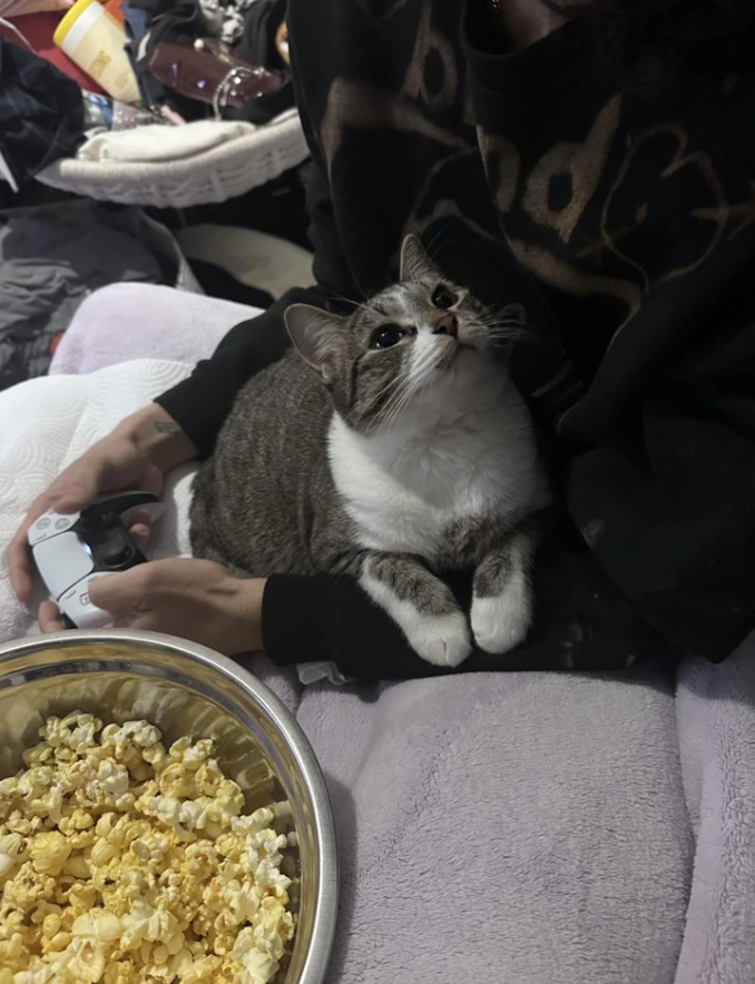 Osoba hrá hru s ovládačom, mačka na kolenách pozerá dohora, blízko miska popcornu, pod dekou voľný čas.