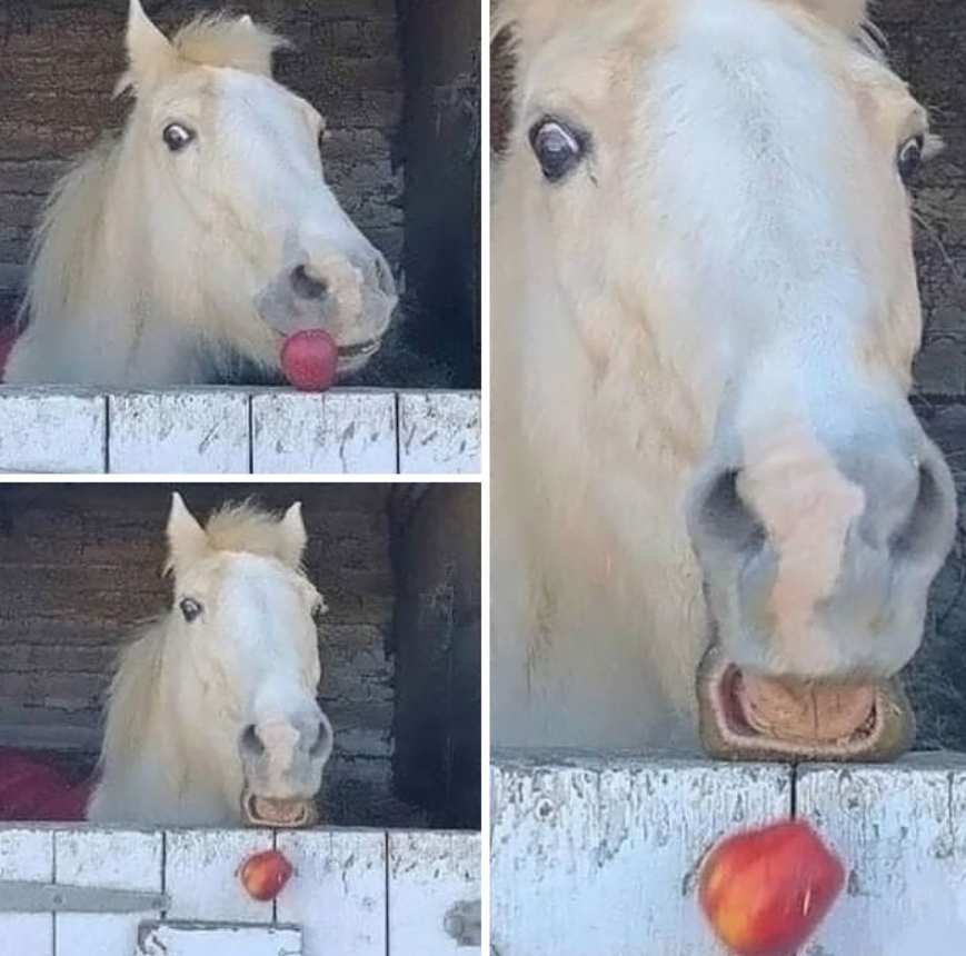 Kôň v maštali s nadšeným výrazom chytá červené jablko do tlamy.