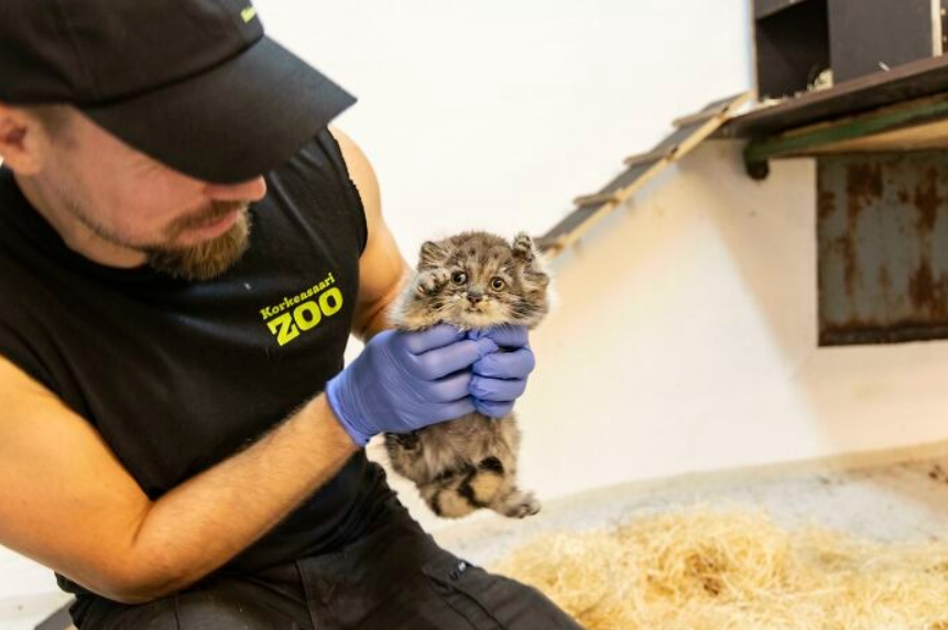 Muž v rukaviciach drží malé mláďa mačky na podlahe zoologickej záhrady.