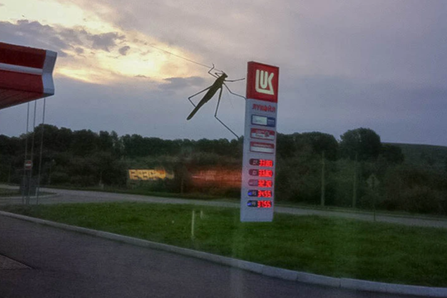 Obrovský komár na skle čerpacej stanice pri západe slnka vytvára ilúziu gigantického hmyzu.
