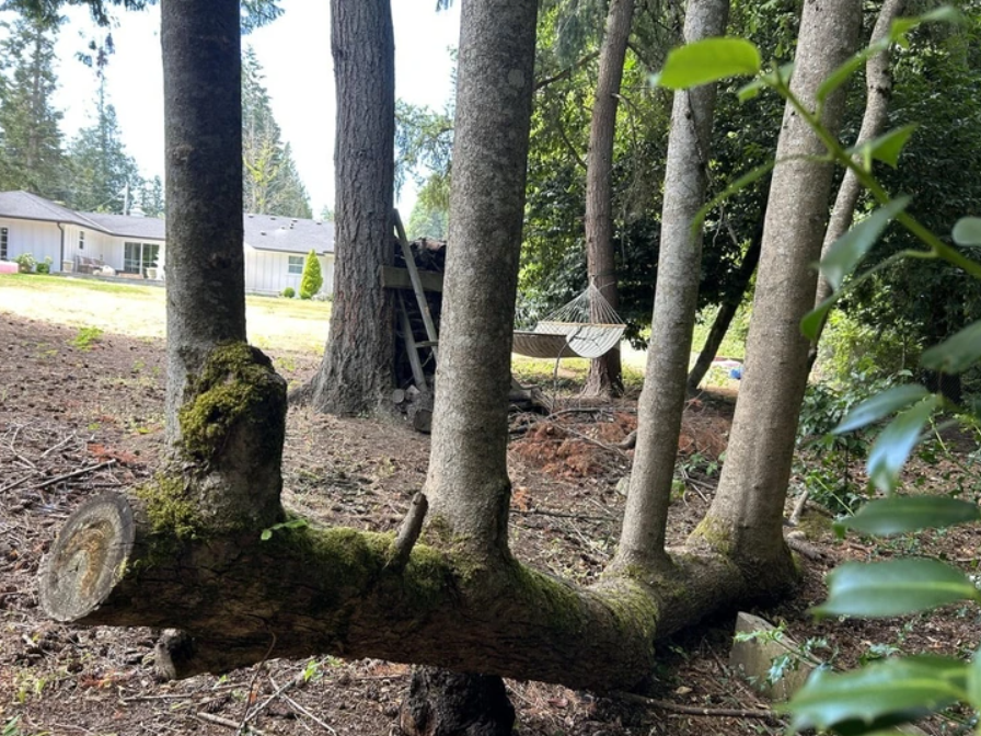 Stromy vyrastajúce z horizontálneho kmeňa v prírodnom prostredí so závesnou hojdacou sieťou v pozadí.