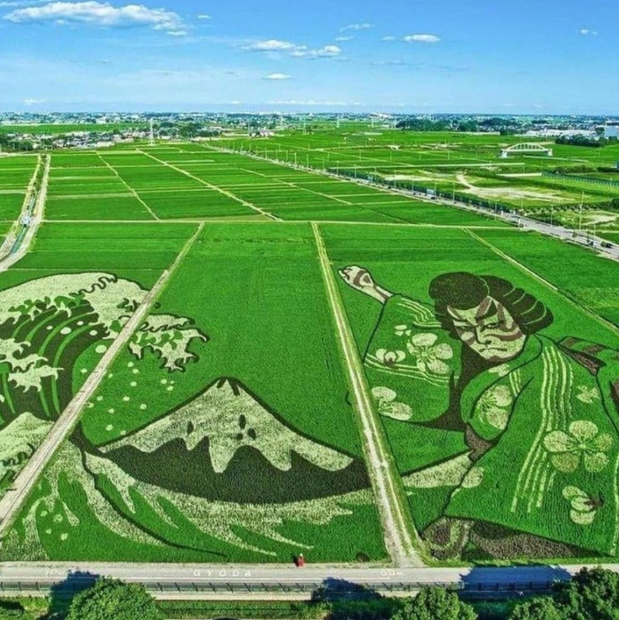 Umenie z ryže: Monumentálne obrázky vo farmách v tvare japonských motívov zhora.