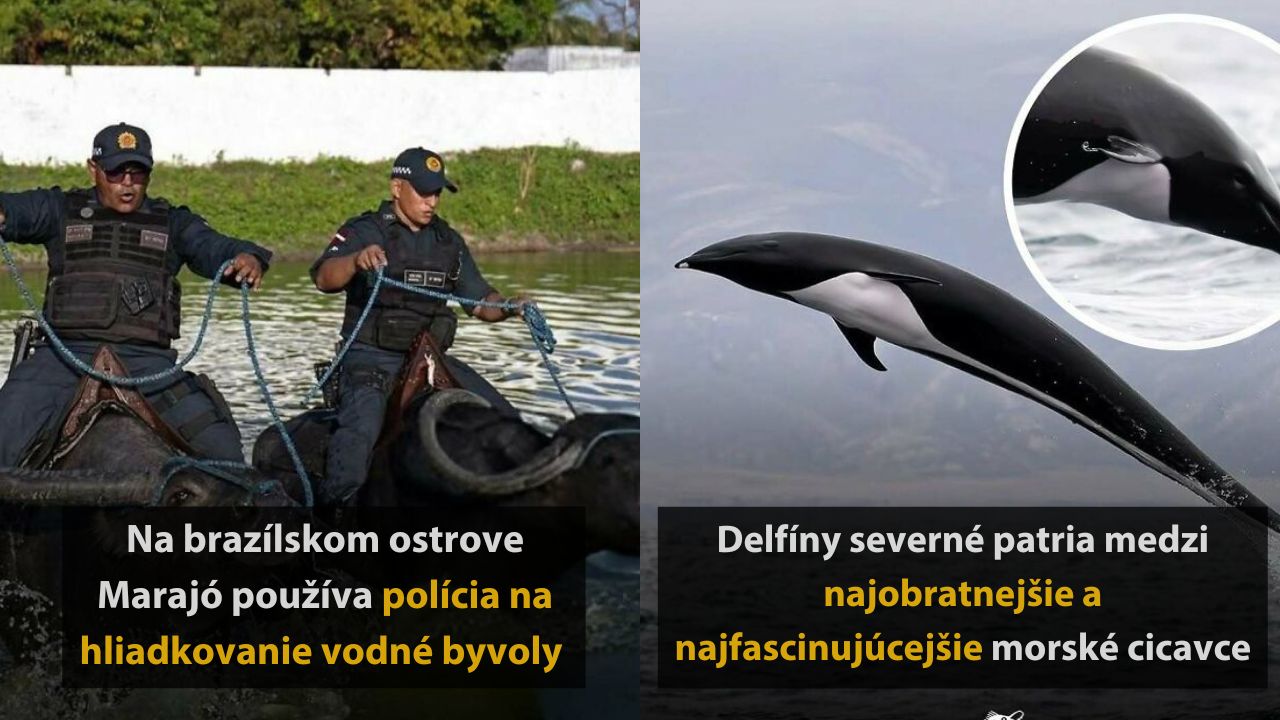 Na ostrove Marajó hliadkuje polícia na vodných byvoloch; vedľa delfín skáče hladinou oceánu.