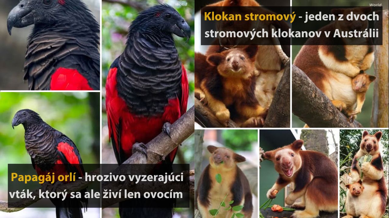 Papagáj orlí a klokan stromový: farebný vták a zaujímavý austrálsky vačkovec v prírodnom prostredí.