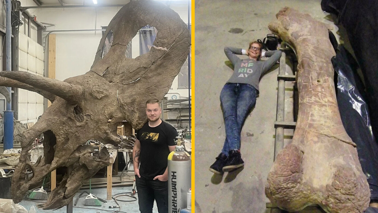 Osoba pri obrovskom lebkovom fosílnom náleze a vedľa veľkej dinosauří kosti v laboratóriu.