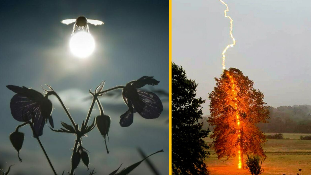 Včela nad kvetom za svitu mesiaca, vedľa stromu zasiahnutého bleskom v otvorenej krajine.