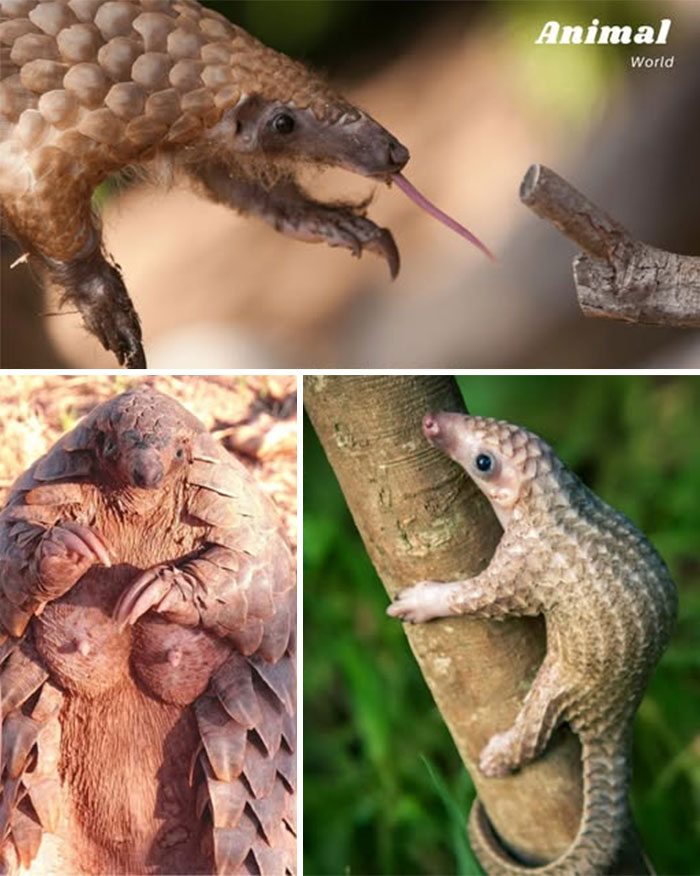 Pangolin s dlhým jazykom, mláďa na matke a mláďa lezúce po strome, detailné zábery prírody.