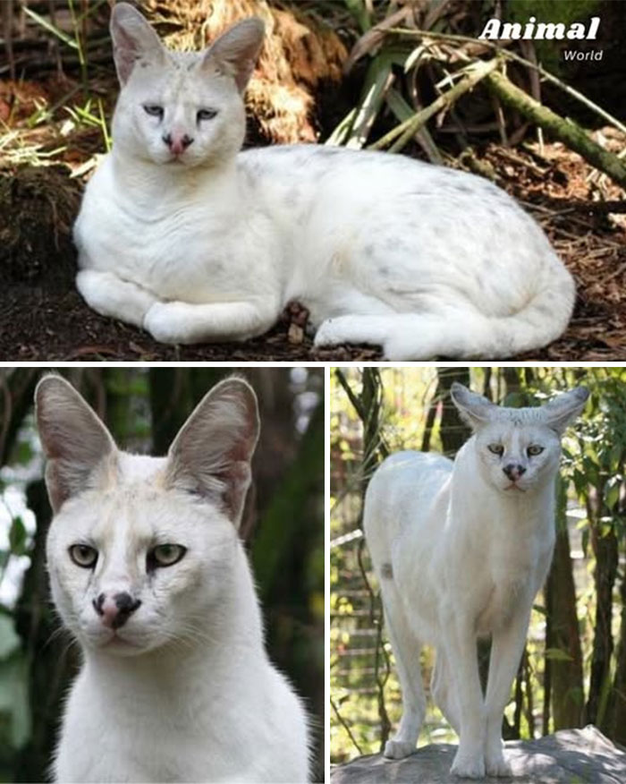 Biela mačka s výraznými ušami v lesnom prostredí, ležiaca a stojaca na kameni, pozoruje okolie.
