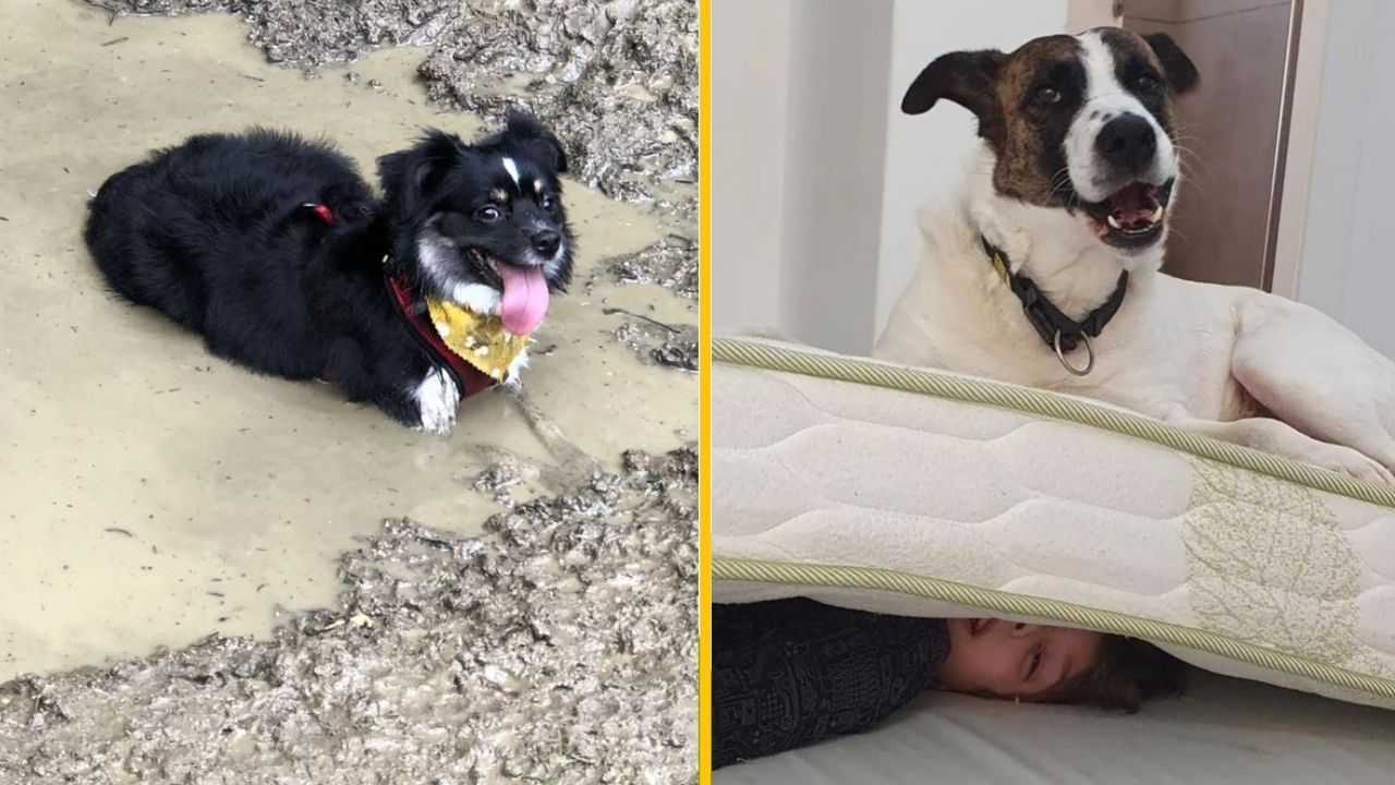 Dva psíci: jeden si užíva bahno, druhý leží na posteli, pod ktorou sa schováva dieťa.
