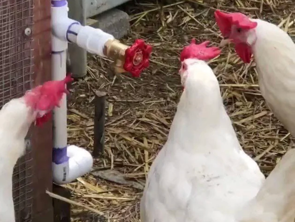 Sliepky skúmajú neobvyklý vodovodný kohútik na farme, obklopené slameným podstielkou.