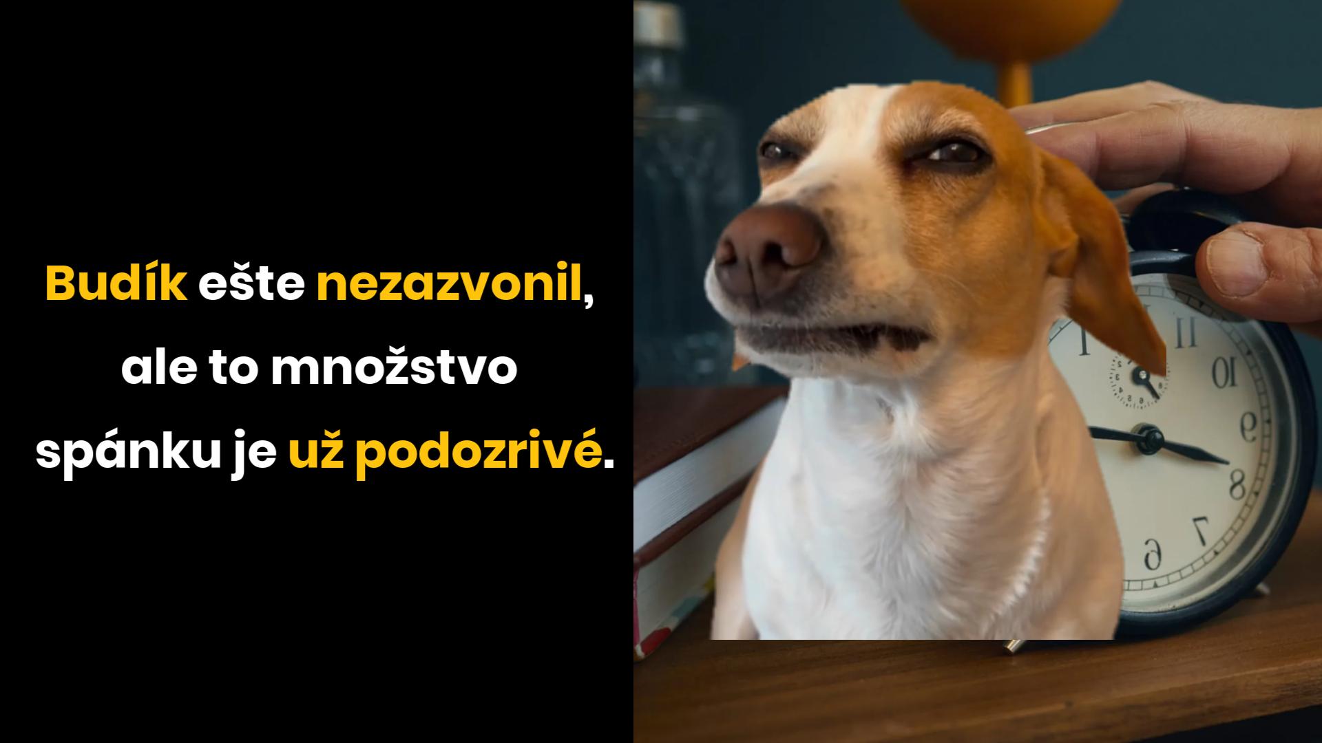 Pes so zamysleným výrazom pred analógovými hodinami, ešte pred zazvonením budíka, vytvára vtipnú scénu.