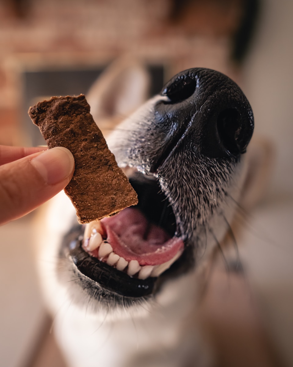 A dog eagerly awaits a tasty treat.