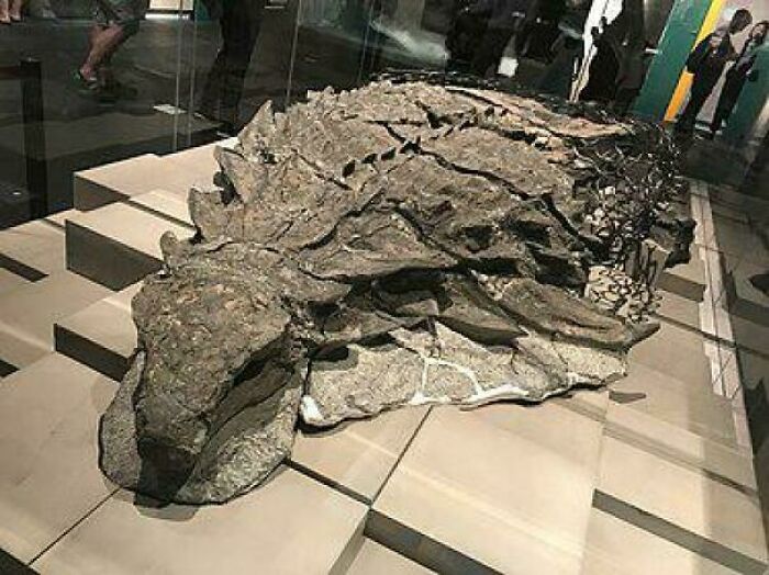 Zachovaný dinosaurus v múzeu, prezentujúci fosíliu s detailnými zvyškami panciera a štruktúr.