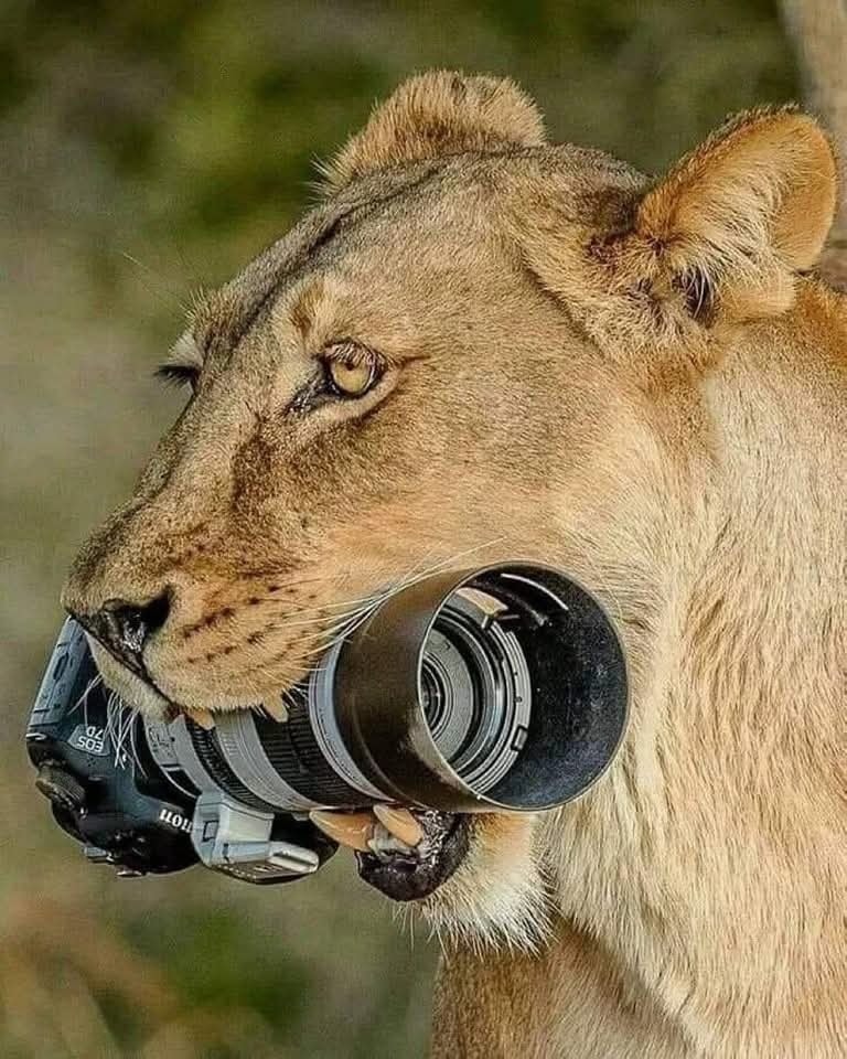 Levica drží fotoaparát v papuli, čo vytvára komický kontrast medzi divočinou a technológiou.