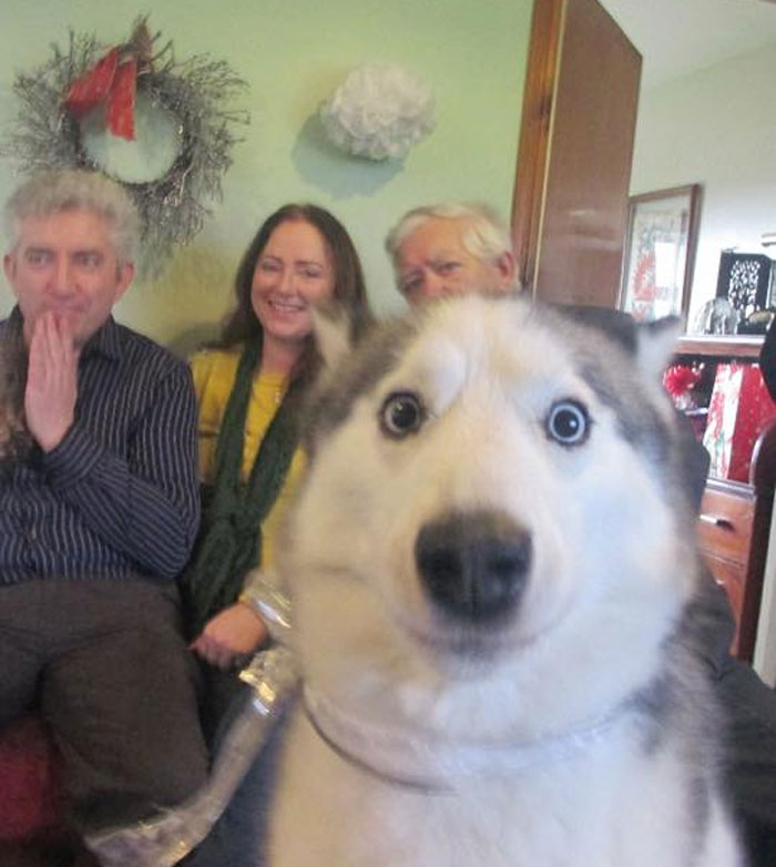 Husky nečakane fotobombuje rodinný portrét so zábavne prekvapeným pohľadom.