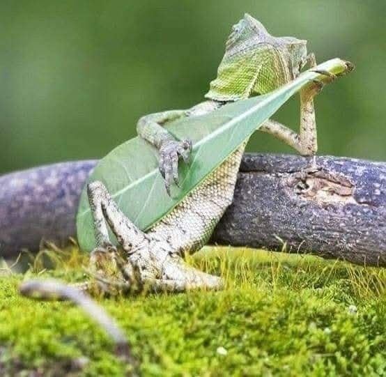 Jemný chameleón odpočívajúci na vetve, zahalený do zeleného listu v prírodnom prostredí.